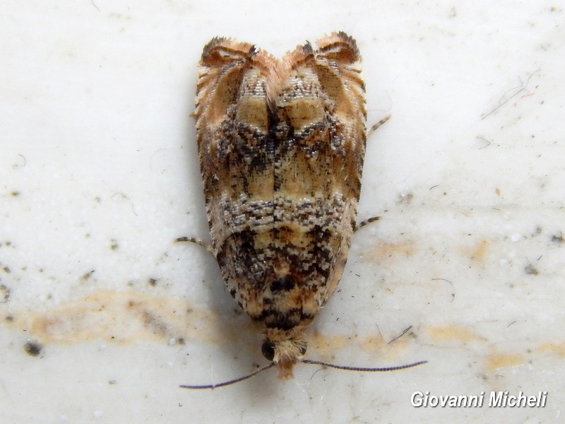 Celypha cespistana anche questa? S